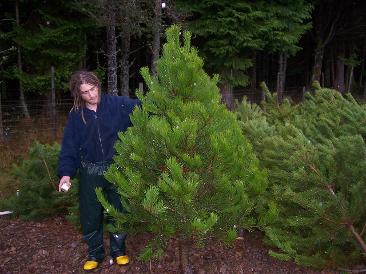 5ft Scottish Pine